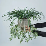 plantes artificielles vertes pots ceramique decoratives feuilles rayees intérieur decoration maison six pieces