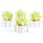 étagère plante moderne mini pots bois blanc succulentes ornement verdureintérieur