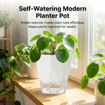 jardinière auto arrosante résine moderne pot fleur transparent racines croissance optimisée pothos plante verte
