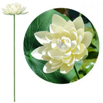 fleur artificielle lotus tige longue décoration intérieure vert rose blanc naturel détaillé Pods Feuilles