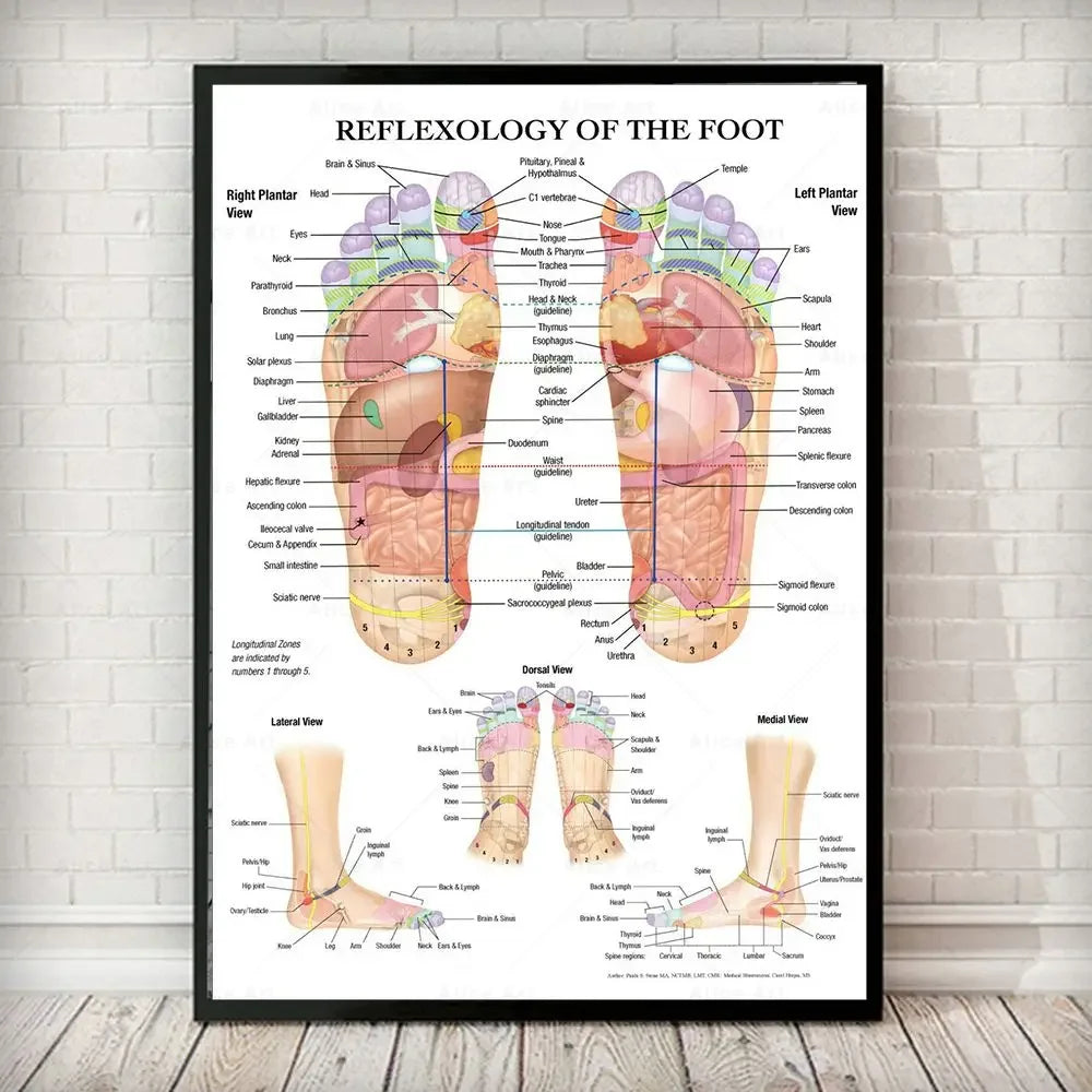 affiche anatomique réflexologie pieds illustration organes internes couleur didactique maison salon chambre