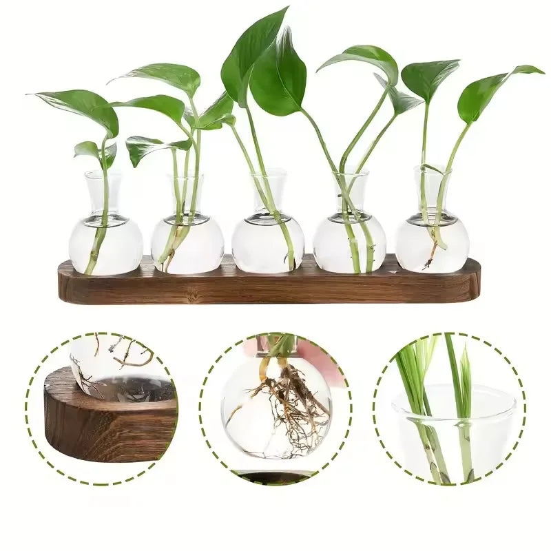 vases transparents modernes plantes racines visibles ensemble decoration intérieure minimaliste