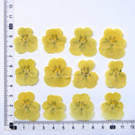 fleurs séchées violettes jaunes décoratives bricolage résine bijoux étui téléphone maquillage pétale simple naturel