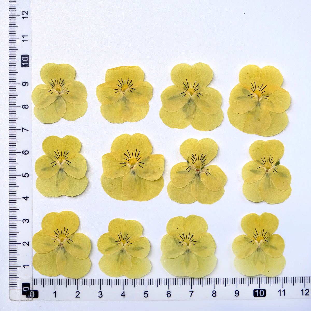 fleurs séchées violettes jaunes décoratives bricolage résine bijoux étui téléphone maquillage pétale simple naturel