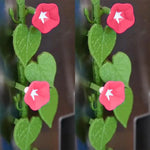 magnétiques réfrigérateur décoratifs floral feuilles fleurs bleu rose vert étoiles