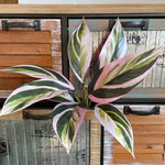 plantes artificielles feuilles vertes blanches naturelles extérieures décoration balcon jardin 40cm 32cm evergreen