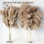 bouquet pampas séchées naturelles décoration maison anniversaire baby shower graduation rustic styleintérieur festive
