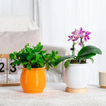 pot plantes moderne rayures horizontales gris orange rouge blanc