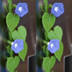 magnétiques réfrigérateur décoratifs floral feuilles fleurs bleu rose vert étoiles