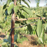 crochets métalliques argentés fruit tree orchard simple adhésifs lisses 10pcs 12 16 18 26