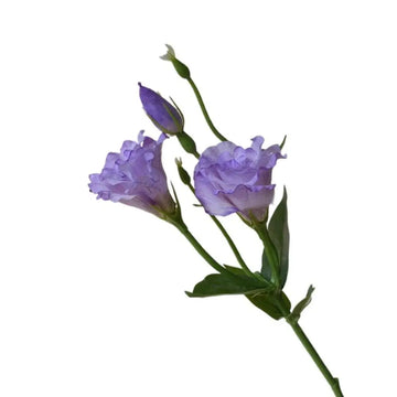 bouquet fleurs artificielles violet blanc rose orange décoration intérieure moderne minimaliste