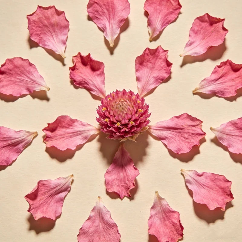 pétales fleurs séchées roses blanches feuilles vertes artisanat bricolage fournitures fabrication bougies naturellesiège plat