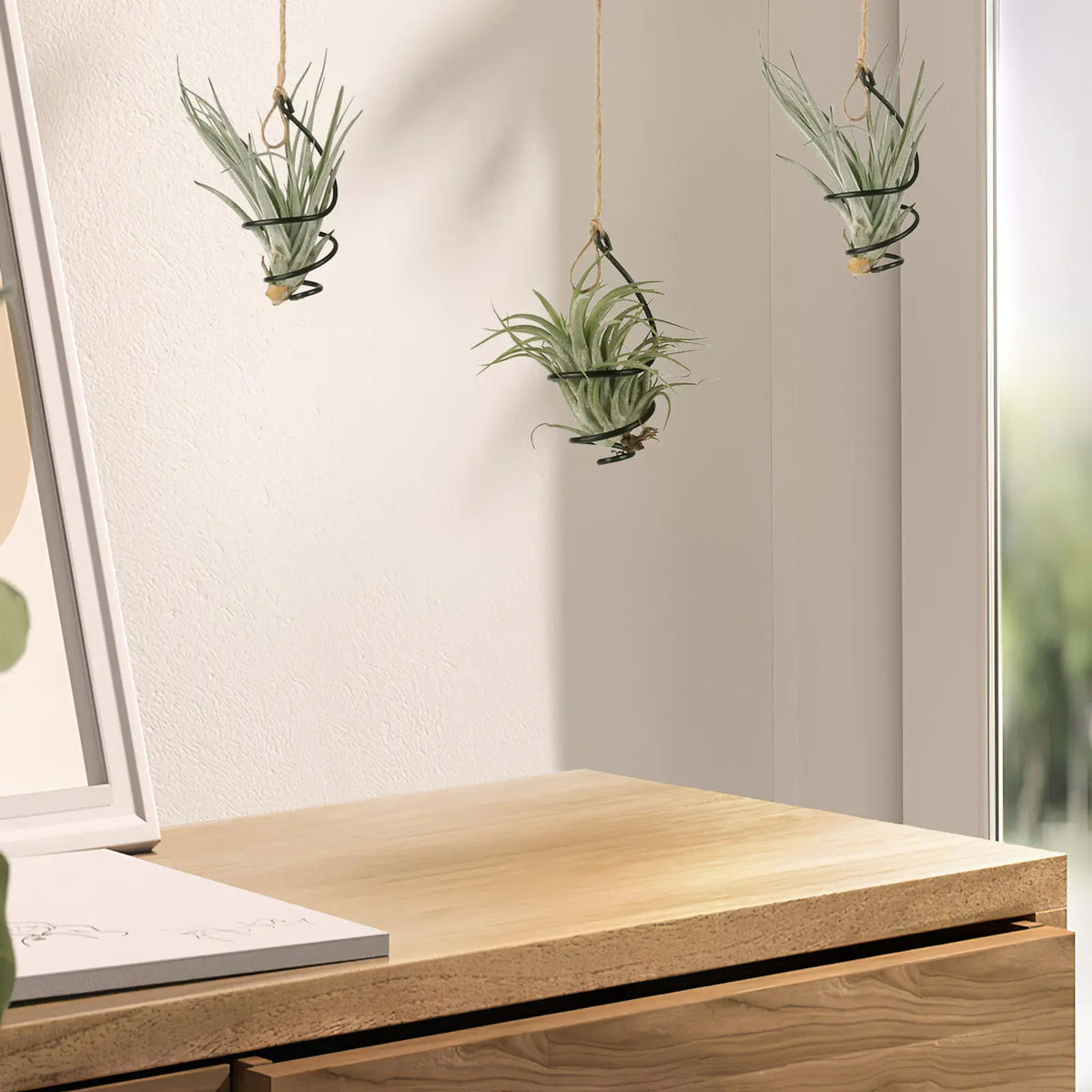 supports plante suspendus spirales noires moderne clips décoration murale plantes aériennes Tillandsiaintérieur élégant
