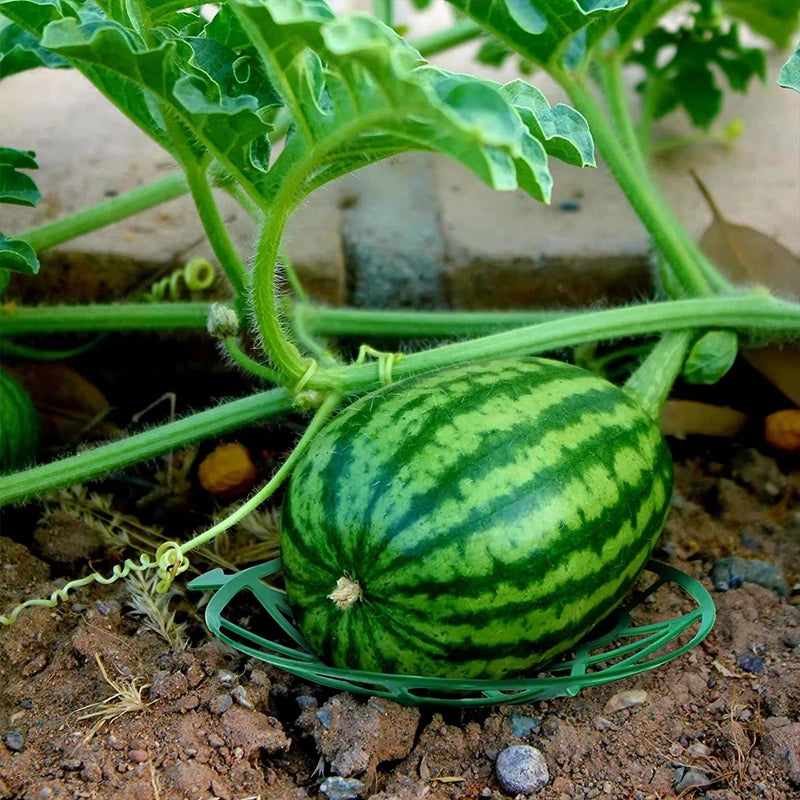 plateau plastique jardinage support fruits agricole antirouille stable vert pastèque melon courge