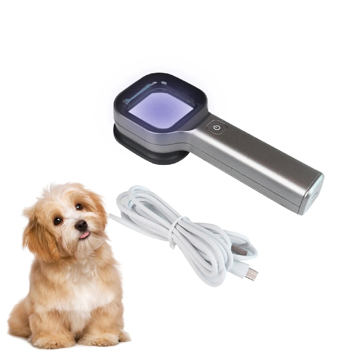 lampe portable diagnostic cutané animaux compagnie rechargeable usb gris moderne technologique