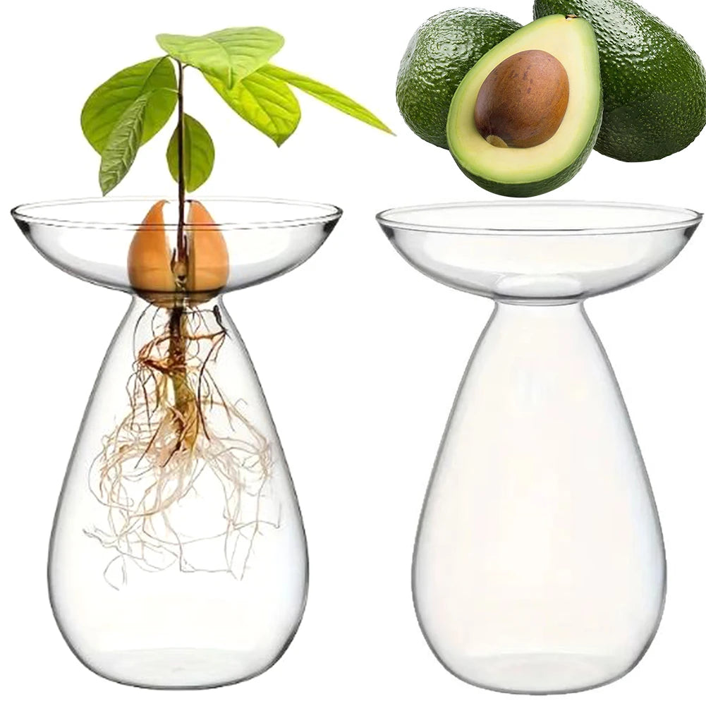 vase verre transparent germination avocat plante fleur decoration intérieure moderne jardinière croissance racines feuxilles