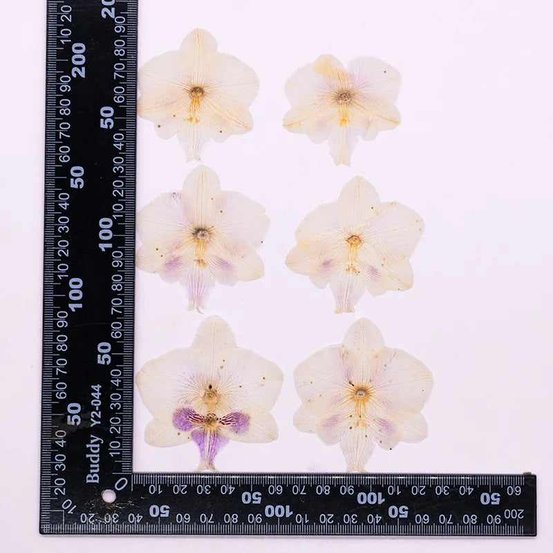 fleurs séchées phalaenopsis violettes blanches jaunes naturelles décoration artisanale intérieur