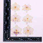 fleurs séchées phalaenopsis violettes blanches jaunes naturelles décoration artisanale intérieur