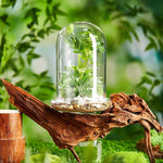 terrarium moderne transparent verre base vase plantes maison cloche