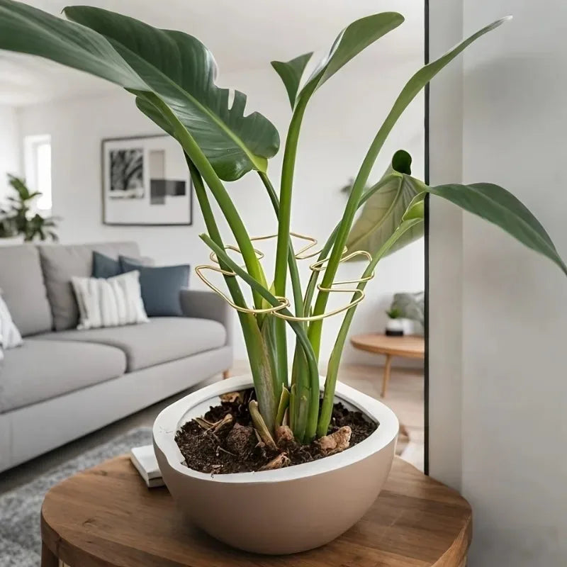 support plante spirale vert moderne adhésif petite grande robusteextérieurintérieur