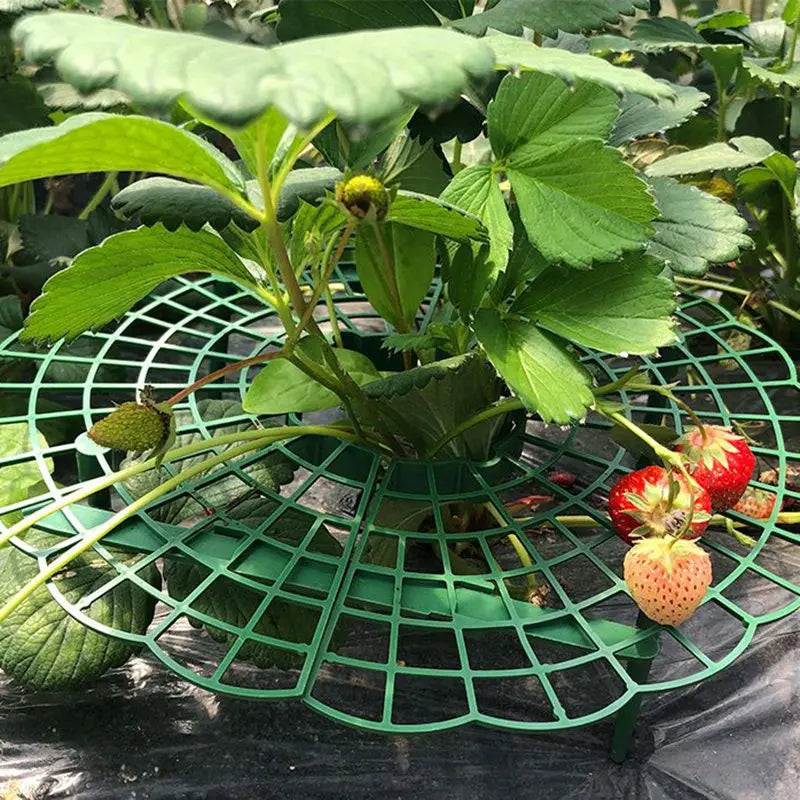 support fraises plastique noirâtre vert grille circulaire moderne clips tiges balcon jardin anti salissure