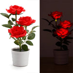 lumière solaire forme rose blanche rouge jaune feuillage vert extérieure moderne