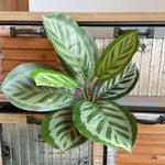 plantes artificielles feuilles vertes blanches naturelles extérieures décoration balcon jardin 40cm 32cm evergreen