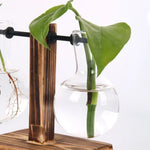 vases verre transparents plantes vertes support bois industriel décoration minimaliste
