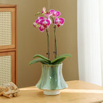 L'image montre un bouquet d'orchidées roses et violettes dans un vase vert sur une table en bois, avec des roseaux à l'arrière-plan.