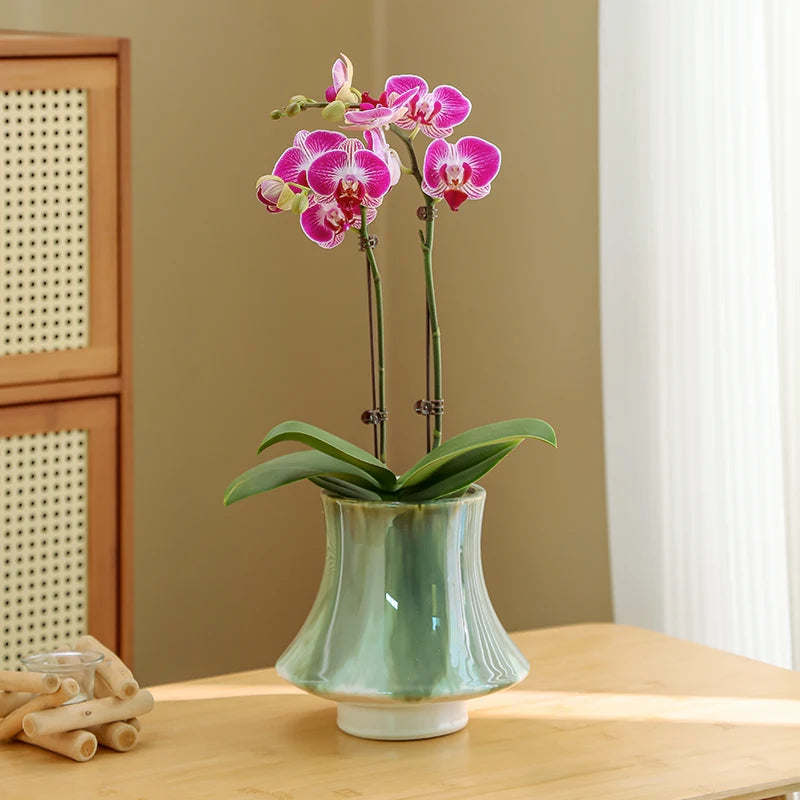 L'image montre un bouquet d'orchidées roses et violettes dans un vase vert sur une table en bois, avec des roseaux à l'arrière-plan.