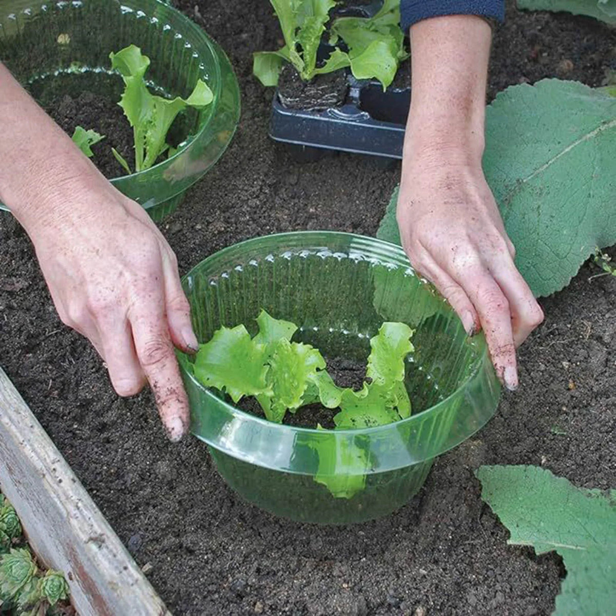 protège plantes cache pousses vert translucide protections limaces réutilisable simple pratique jardin 23cm 12cm