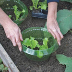 protège plantes cache pousses vert translucide protections limaces réutilisable simple pratique jardin 23cm 12cm