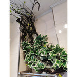 guirlande végétale artificielle feuilles fougère lierre naturelle extérieur intérieur décoration vert foncé clair