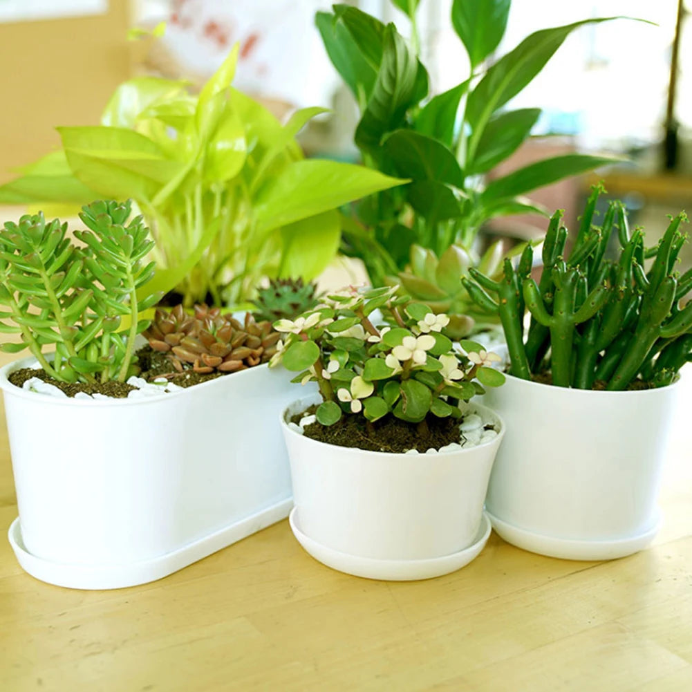 pot fleurs blanc moderne plateau succulentes bonsaï plastique
