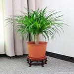 support plante bois naturel sculpté main marron foncé classique orné deco étagère cuisine serre