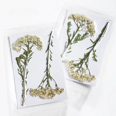 fleurs séchées naturelles blanc rose vert décoration maison cadre photo ornement téléphone branchettes adhésif