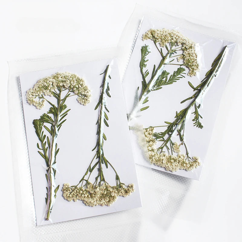 fleurs séchées naturelles blanc rose vert décoration maison cadre photo ornement téléphone branchettes adhésif