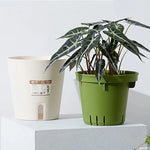 pot plante autoarrosant hydroponie intérieur moderne vert clair siphonage fleuri grille dimensionnée