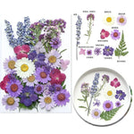 fleurs séchées multicolores variées naturelles scrapbooking décoration maison artisanat DIY