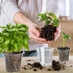 pots fleurs transparents modernes drainage holes ensemble plantes herbes cactus