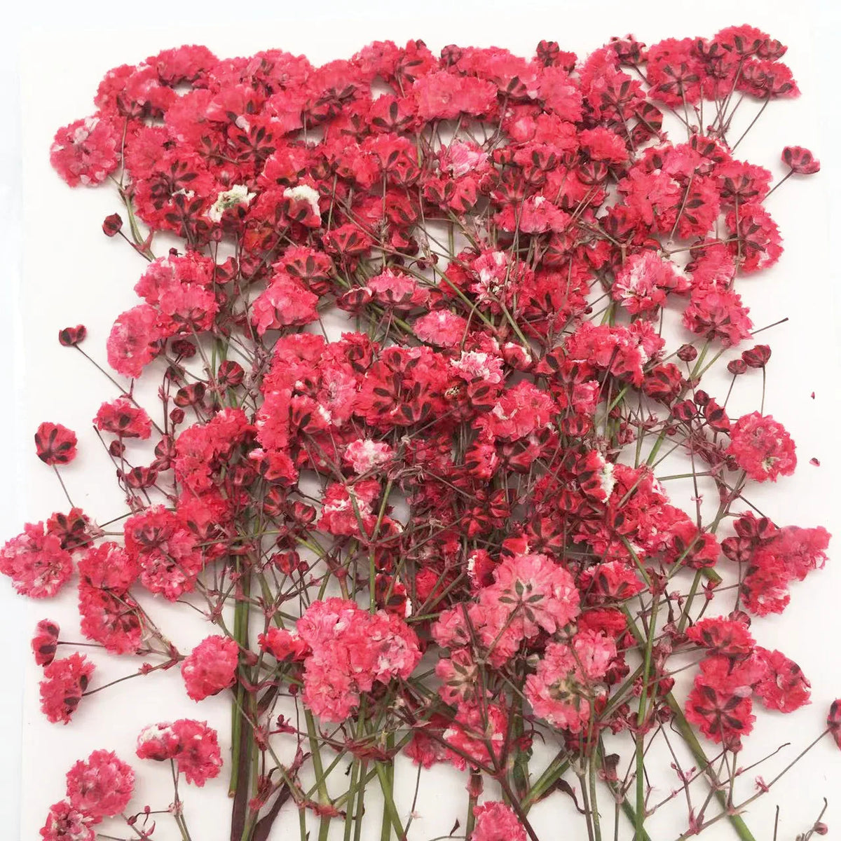 fleurs séchées kit 120 pièces variées blanc bleu orange violet rose rouge vert jaune