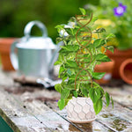 support plante grimpante spirale or moderne adhésif jardin extérieur croissance vigne protection fleur