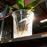pots plante transparents perforations contrôle racines moderne adhésif orchidées fleur verte jardin