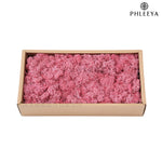 mousse séchée naturelle décorative fleurs séchées rustiques vert rose bleu violet maison intérieur