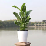 pots fleurs résine moderne blanc noir opaques intérieurs corde coton dimensions variées
