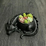 cache plante dragon noir blanc écaille fantaisie articulé succulentes