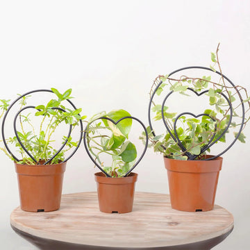 supports plantes grimpantes métal noir forme cœur moderne adhésif jardinextérieur élégancedécoratif durable