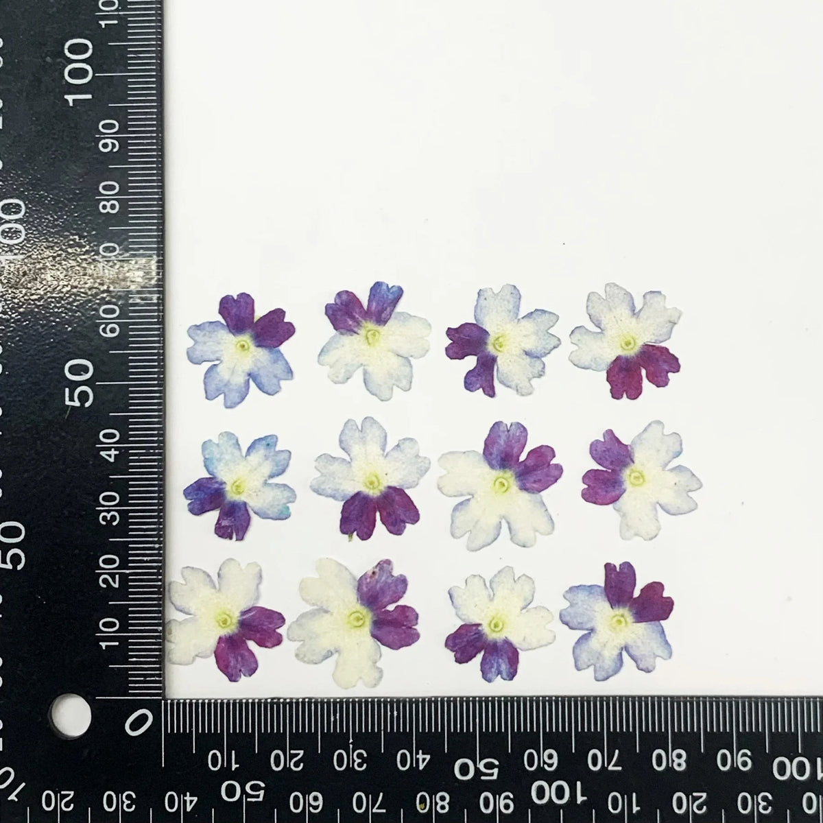 fleurs séchées violet rose blanc décor maison DIY craft nail art maquillage artisanales kit