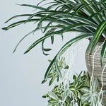 plantes artificielles vertes pots ceramique decoratives feuilles rayees intérieur decoration maison six pieces