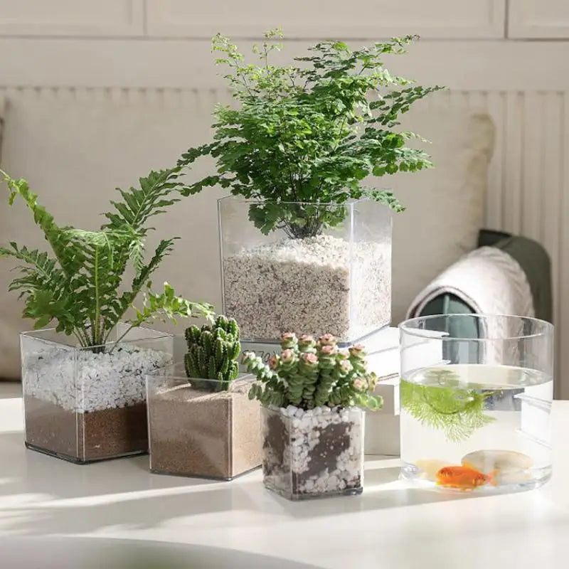 mini jardins verre transparent plante pierre sucre coloré moderne minimalisteintérieurextérieur